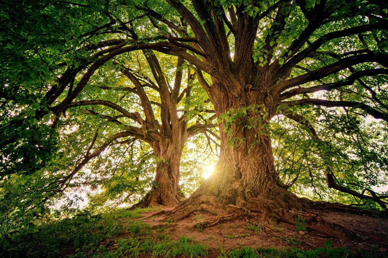 building your coaching tree purposeful ceo